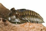 Uncommon Pseudocryphaeus (Cryphina) Trilobite - Lghaft, Morocco #382858-2